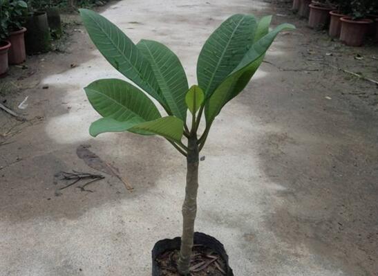 鸡蛋花树北方怎样种植，鸡蛋花树在北方的养护技巧