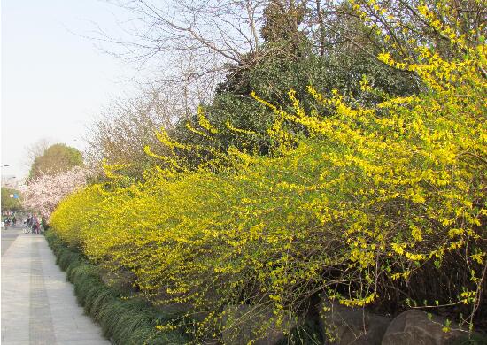 迎夏和迎春花的区别，迎夏先叶后花/迎春先花后叶