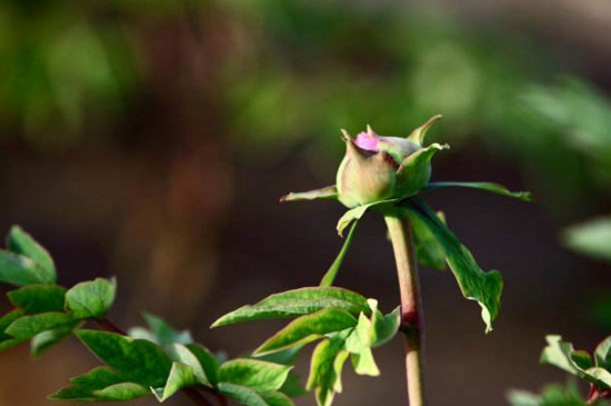 牡丹花在南方种植好吗，可以种植但不适合(栽培的成本高)