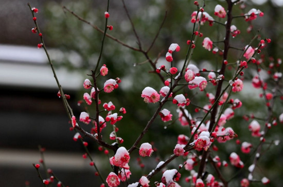 梅花盛开在什么季节，冬春两季盛开/地区不同花期不同