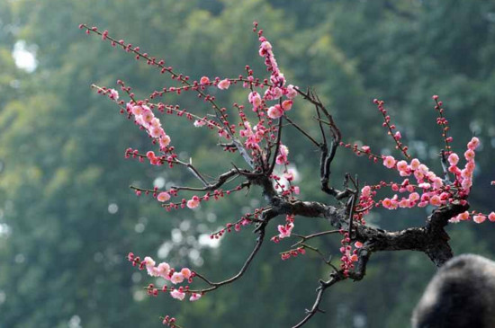 梅花盛开在什么季节，冬春两季盛开/地区不同花期不同