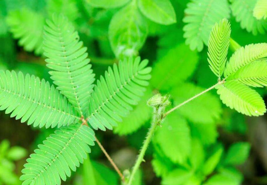 含羞草的花语是什么，代表敏感的心/害羞/礼貌