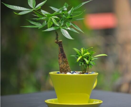发财树如何养殖，四种方法让你养出枝繁叶茂的发财树