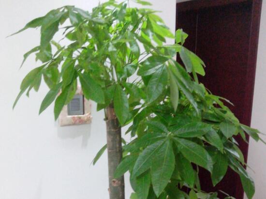 发财树如何养殖，四种方法让你养出枝繁叶茂的发财树