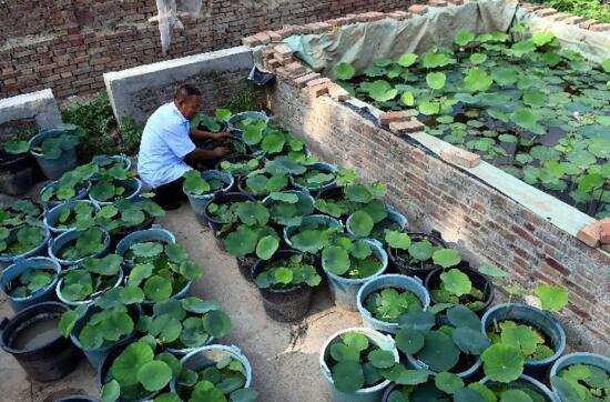 荷花夏天怎么养，学好4个要点养殖出更娇美动人的荷花