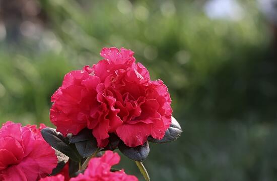 杜鹃花可以水培生根吗，杜鹃花水泡能生根不(一个月生根)