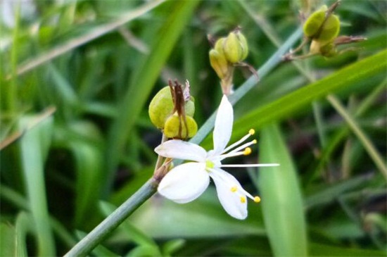 吊兰开花吗