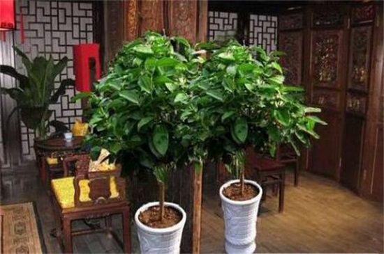 平安树卖多少钱一棵