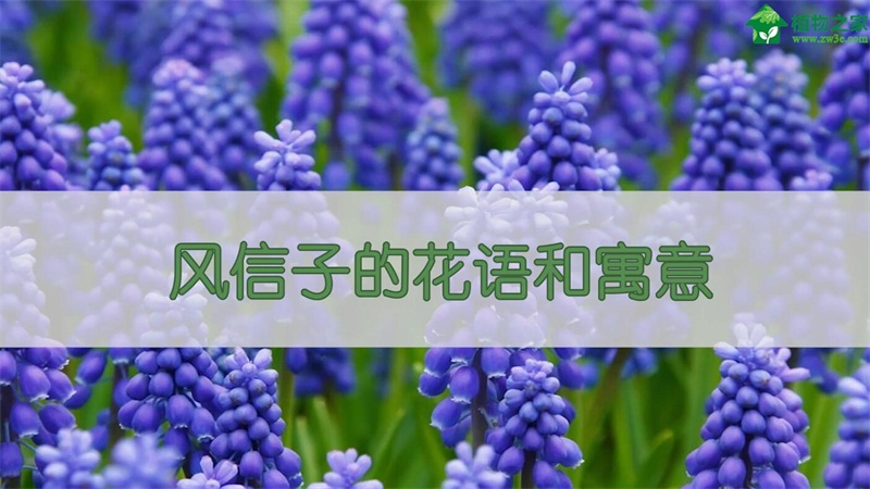 风信子的花语和寓意