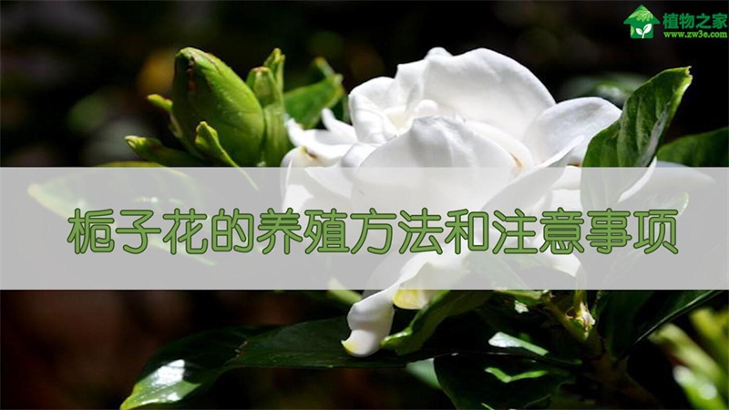 栀子花的养殖方法和注意事项