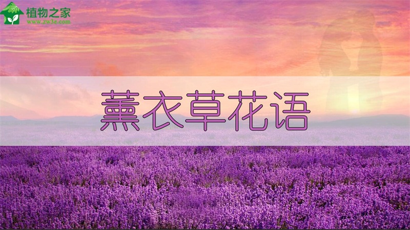 薰衣草花语