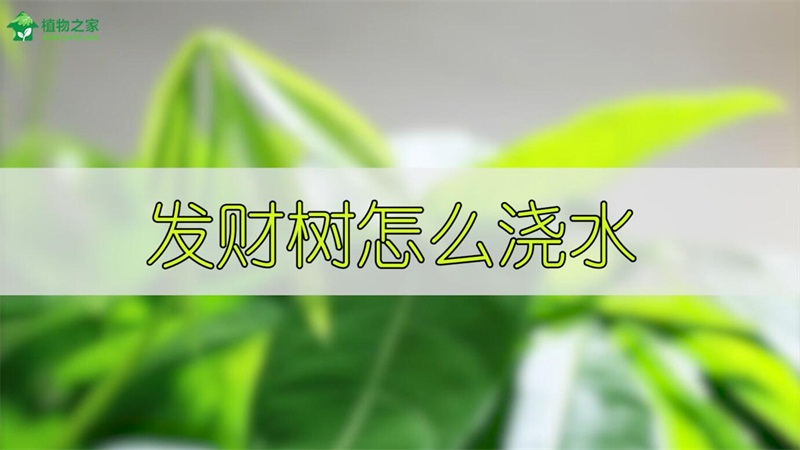 发财树怎么浇水