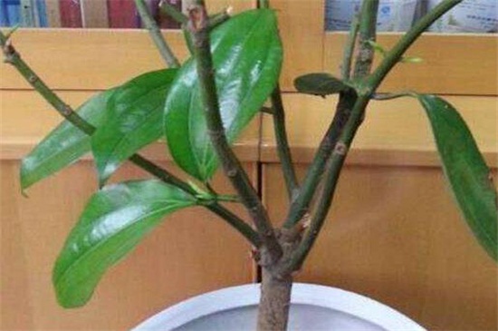 平安树怎么养