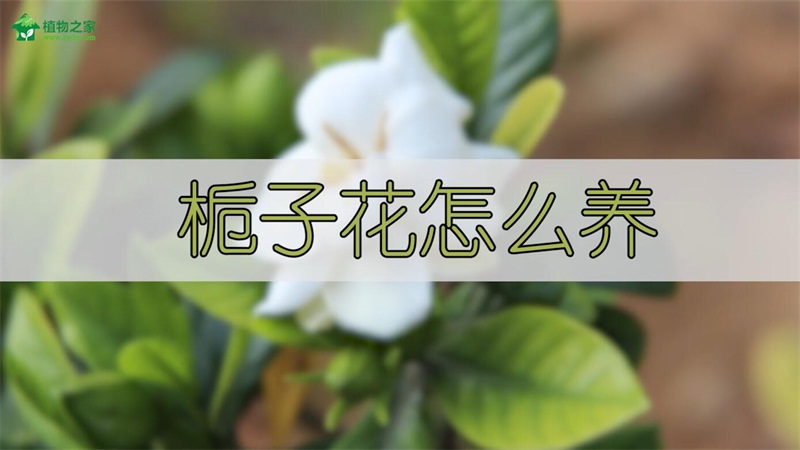 栀子花怎么养