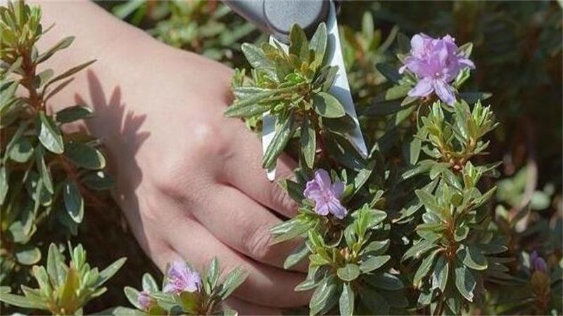 杜鹃花怎么修剪