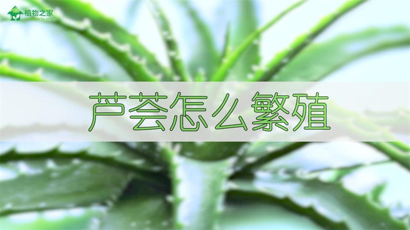 芦荟怎么繁殖