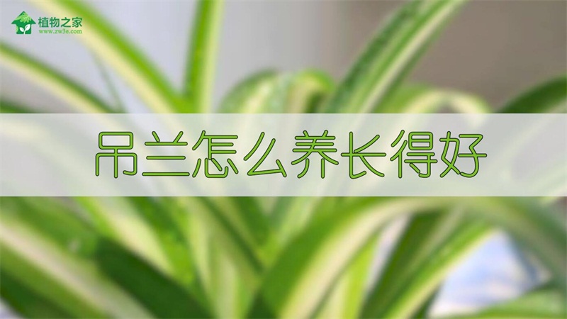 吊兰怎么养长得好