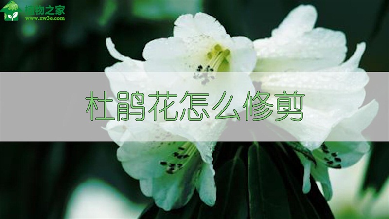 杜鹃花怎么修剪