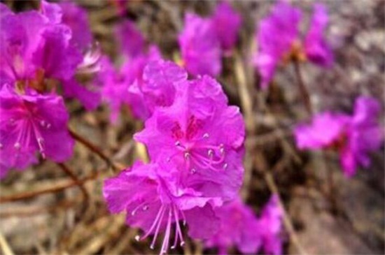 杜鹃花花期养护