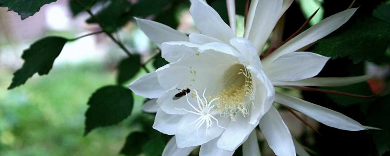 怎样防止昙花花苞掉落