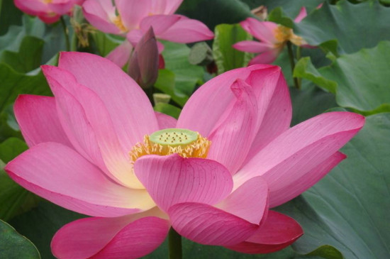 遂宁荷花池观赏景点