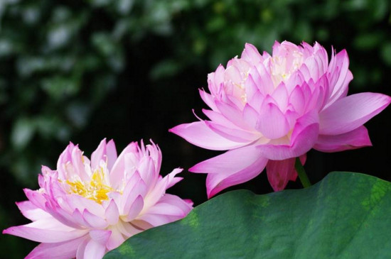 四川宜宾永兴荷花节