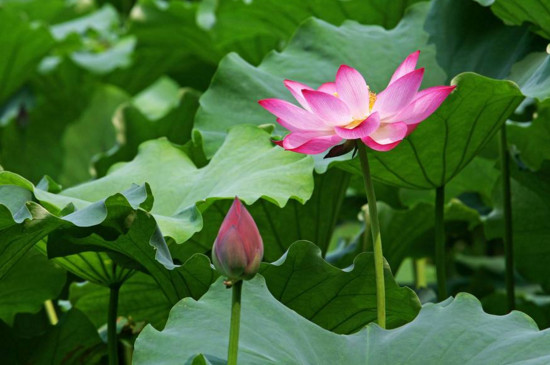 北京哪里看荷花