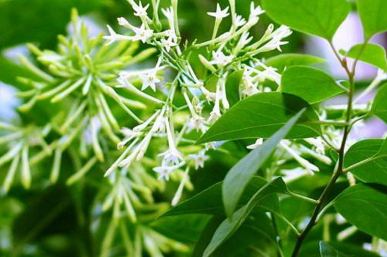 夜来香一年开几次花