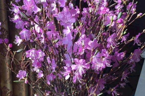 干杜鹃花枝用什么水泡