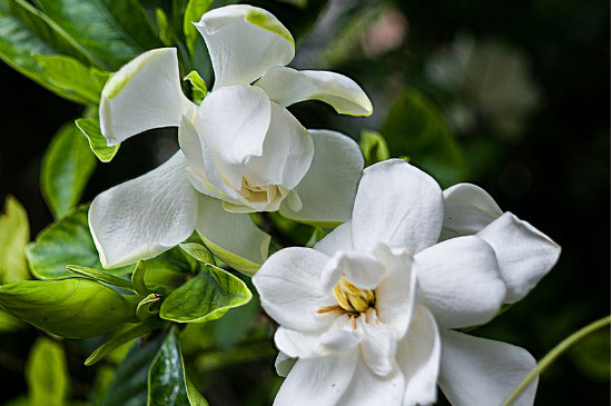  栀子花育苗方法