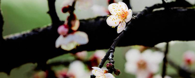 梅花一年修剪几次