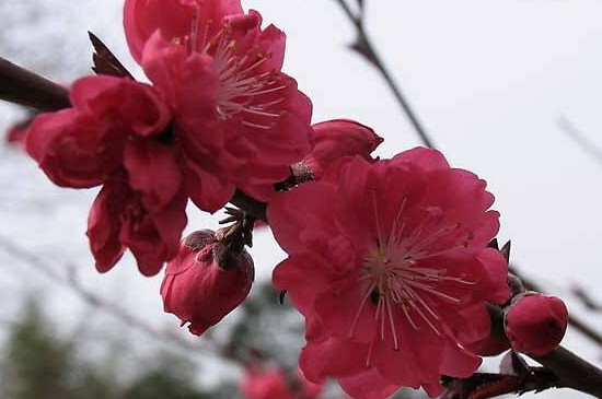 梅花一年修剪几次