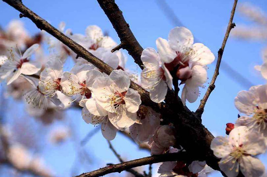 梅花一年修剪几次