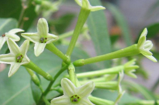 常见的有毒植物有哪些: 栀子花 夜来香 仙人掌