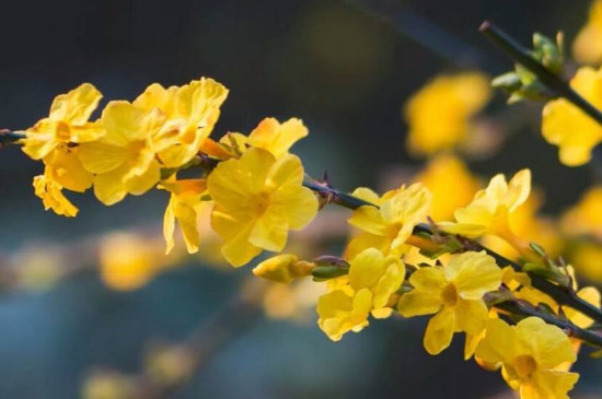 迎春花和海棠花是什么颜色的