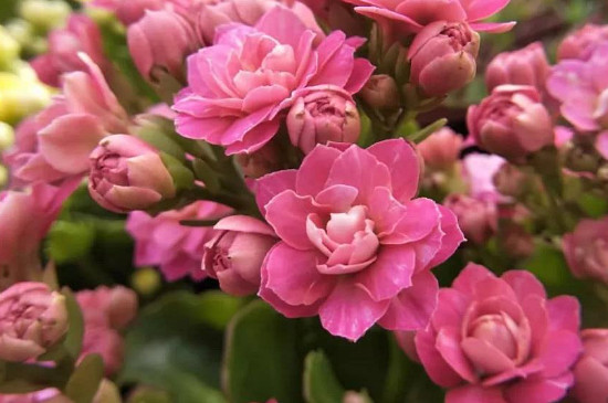 长寿花是室内花还是室外花