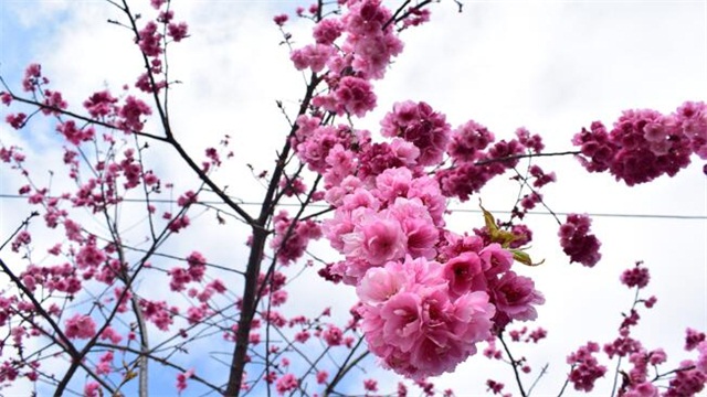 梅花是什么季节开的花