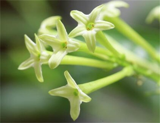 夜来香几月开花，夜来香花期能开多久(四个月)