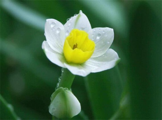 水仙花花语大全，盘点不同颜色的水仙花花语