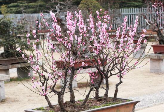 梅花的花语及传说，代表着坚强傲骨高雅