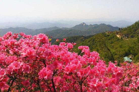 杜鹃花有哪些常见品种，盘点十种最常见的杜鹃花