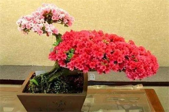 四季杜鹃花一年开几次，一年四季开花/春季开花最鲜艳