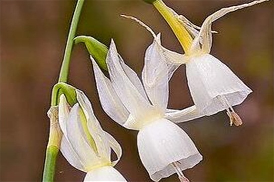 水仙花有哪些种类，盘点15种不同品种的水仙花