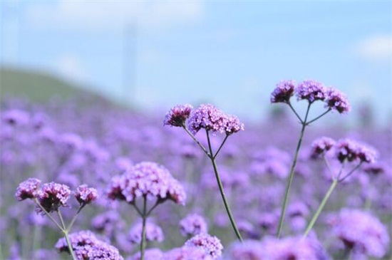 薰衣草花期