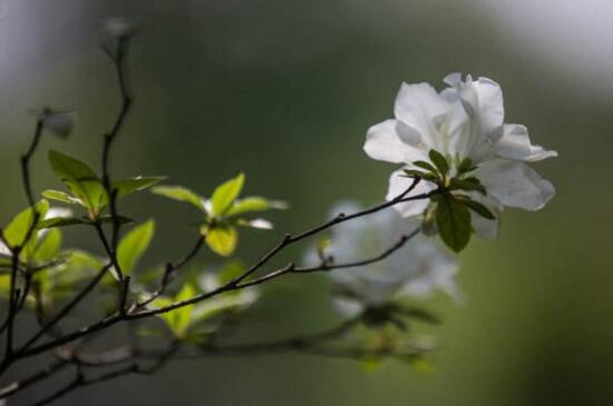 杜鹃花叶子发黄发焦