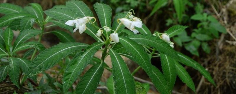 凤仙花的茎起什么作用