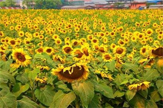 油葵一亩地几斤种子,一斤种子最为适宜