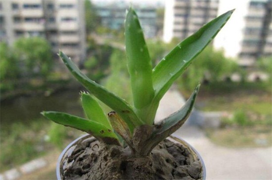 芦荟室外怎么过冬，增强光照控制浇水量