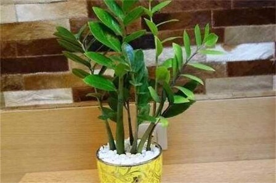 金钱树快速生根方法，摘枝消毒控温生根