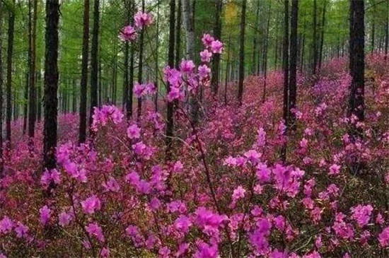 干枝杜鹃花期多长时间